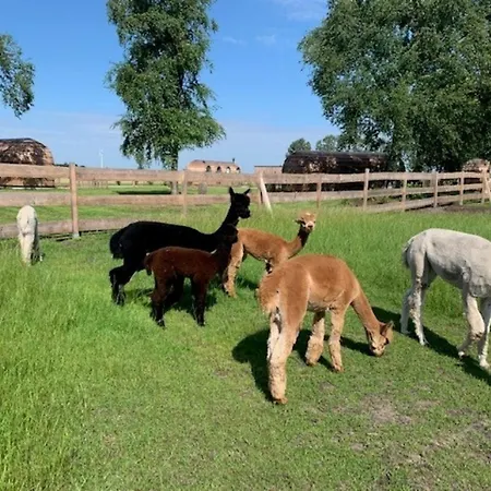 Igluhut 6 Holiday home Bahrenborstel